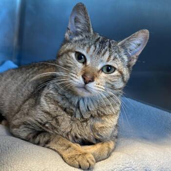 Dew Drop -  Domestic Short Hair Cat for Adoption in Matteson, Illinois - Dew Drop | PetCurious