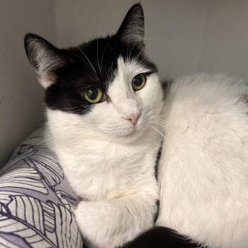 Kat -  Domestic Short Hair Cat for Adoption in Grand Rapids, Michigan - Kat | PetCurious