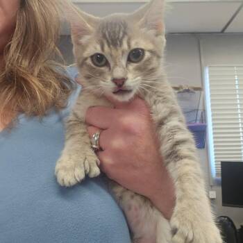 Frissell -  Extra Toes Cat Hemingway Polydactyl Cat for Adoption in Spokane, Washington - Frissell | PetCurious