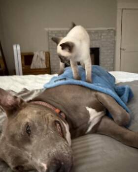 Carly -  Domestic Short Hair Cat for Adoption in Houston, Texas - Carly | PetCurious