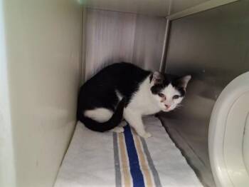 Domestic Short Hair Cats Available for Adoption in Colorado Springs, Colorado - MOCHI | PetCurious