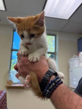 Rescue Domestic Medium Hair Cats for Adoption in Disputanta, Virginia - Miso | PetCurious