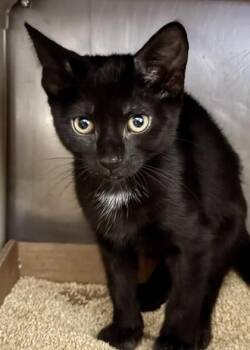 Keeka -  Domestic Short Hair Cat for Adoption in Morristown, New Jersey - Keeka | PetCurious