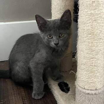 Charmander -  Domestic Short Hair Cat for Adoption in Dubuque, Iowa - Charmander | PetCurious