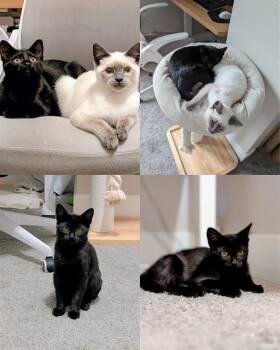 BUTTER -  Domestic Short Hair Cat for Adoption in Kent, Washington - BUTTER | PetCurious