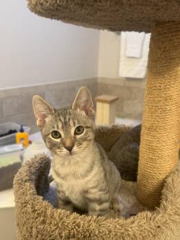 Shiney Hiney -  Domestic Short Hair and Tabby Cat for Adoption in Dallas, Texas - Shiney Hiney | PetCurious