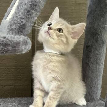 Painfully Average -  Domestic Short Hair Cat for Adoption in Fredericksburg, Virginia - Painfully Average | PetCurious