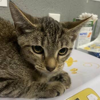 Lilo -  Domestic Short Hair Cat for Adoption in Allentown, Pennsylvania - Lilo | PetCurious