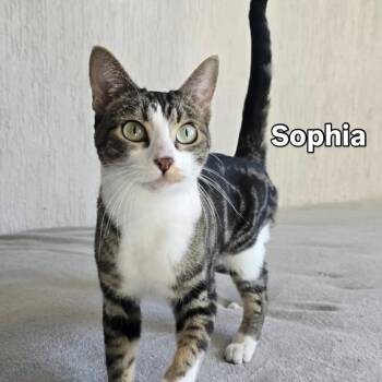 American Shorthair Cats Available for Adoption in Escondido, California - Sophia | PetCurious