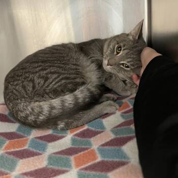 Bartholomew and Blanket -  Domestic Short Hair Cat for Adoption in Pittsburgh, Pennsylvania - Bartholomew And Blanket | PetCurious