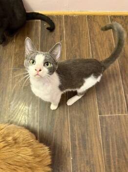 Locket -  Domestic Short Hair Cat for Adoption in West Mifflin, Pennsylvania - Locket | PetCurious