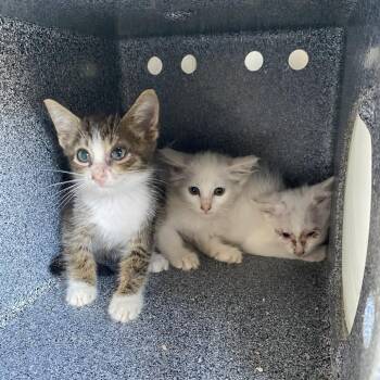 Smudge -  Domestic Medium Hair Cat for Adoption in Jupiter, Florida - Smudge | PetCurious