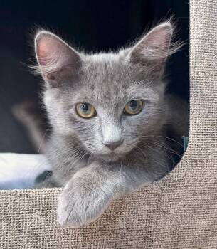 Mr Red -  Nebelung and Russian Blue Cat for Adoption in Mission Viejo, California - Mr Red | PetCurious