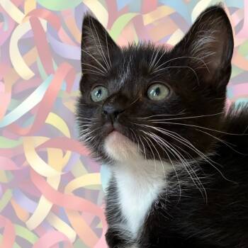 Rescue Domestic Short Hair Cats for Adoption - Shoelace | PetCurious