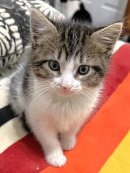 Miss Napkins -  Domestic Short Hair Cat for Adoption in Lenexa, Kansas - Miss Napkins | PetCurious