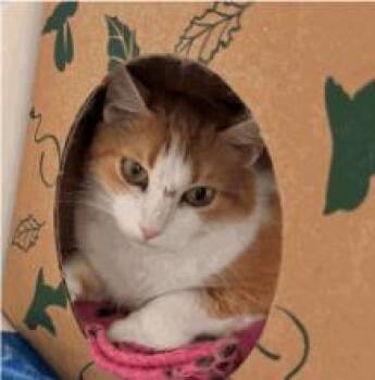 Zuzu -  Domestic Short Hair Cat for Adoption in Cincinnati, Ohio - Zuzu | PetCurious