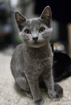 Rescue Russian Blue Cats for Adoption in Broken Arrow, Oklahoma - Fauci | PetCurious