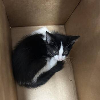 Ken -  Domestic Short Hair Cat for Adoption in Philadelphia, Pennsylvania - Ken | PetCurious