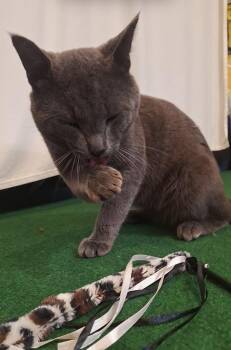 Domestic Short Hair Cats Available for Adoption in Walled Lake, Michigan - Goose Boulder | PetCurious