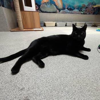 Munchie -  Domestic Short Hair Cat for Adoption in Newport Beach, California - Munchie | PetCurious