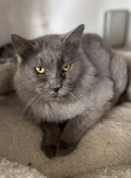 Rescue Domestic Long Hair Cats for Adoption in Richland Center, Wisconsin - Sean | PetCurious