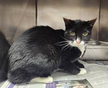 Polly -  Domestic Short Hair Cat for Adoption in Clayton, New Jersey - Polly | PetCurious