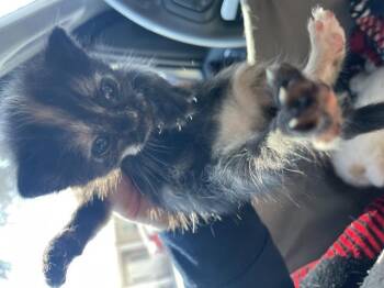 A1934950 -  Domestic Short Hair Cat for Adoption in Riverside, California - A1934950 | PetCurious