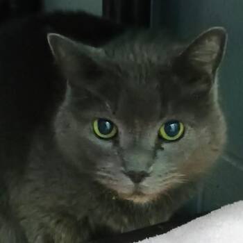 Domestic Short Hair Cats Available for Adoption in Enterprise, Alabama - Smokie | PetCurious