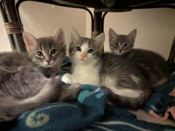 Wirt -  Domestic Medium Hair Cat Available for Adoption in Tucson, Arizona - Wirt | PetCurious