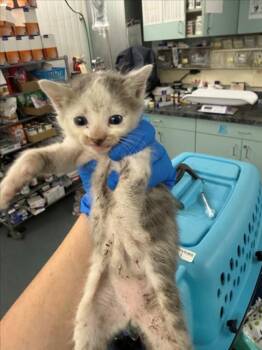 *BIG BOB -  Domestic Short Hair Cat for Adoption in Woodland, California - *BIG BOB | PetCurious