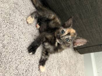 Buttercup -  Domestic Short Hair Cat for Adoption in Tracy, California - Buttercup | PetCurious