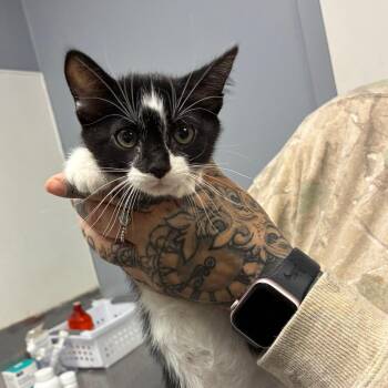 Clawdia -  Domestic Short Hair Cat for Adoption in Birmingham, Alabama - Clawdia | PetCurious