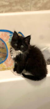 Rescue Domestic Medium Hair Cats for Adoption in Los Angeles, California - St. Elias | PetCurious