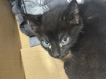 Domestic Short Hair Cats Available for Adoption in Dallas, Texas - BOBBY | PetCurious