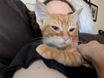 PRINCESS -  Domestic Short Hair Cat for Adoption in Burbank, California - PRINCESS | PetCurious