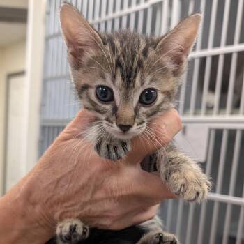 Domestic Short Hair and Extra Toes Cat Hemingway Polydactyl Cats Available for Adoption in Buchanan Dam, Texas - Earth | PetCurious