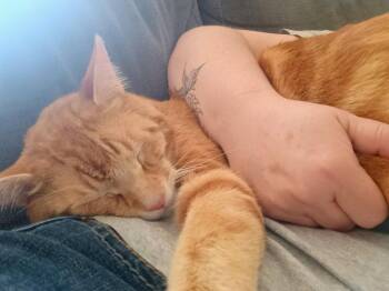 JJ - Oz -  Domestic Short Hair Cat for Adoption in Battle Ground, Washington - JJ - Oz | PetCurious