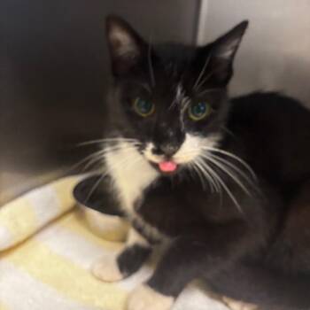 Wren -  Domestic Short Hair Cat for Adoption in Bristol, Indiana - Wren | PetCurious