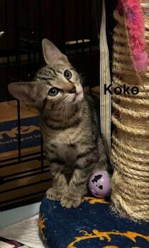 Koko (2.5 months) -  Domestic Short Hair Cat for Adoption in Los Angeles, California - Koko (2.5 Months) | PetCurious