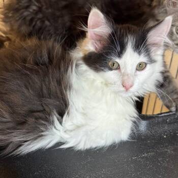 Domestic Long Hair Cats Available for Adoption in Saginaw, Michigan - Oliver | PetCurious