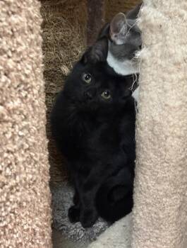 Rescue Domestic Short Hair Cats for Adoption in Hamburg, New York - Lemon | PetCurious