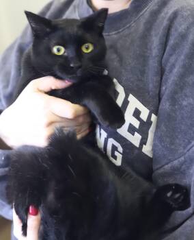 Beans is baby brilliance - THERAPY KITTEN TRIPOD - wow is she ex -  Bombay Cat for Adoption in Bedford Hills, New York - Beans Is Baby Brilliance - THERAPY KITTEN TRIPOD - Wow Is She Ex | PetCurious
