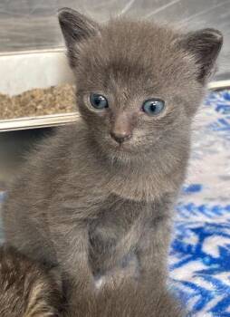 Loco -  Domestic Short Hair Cat for Adoption in Hartsville, South Carolina - Loco | PetCurious
