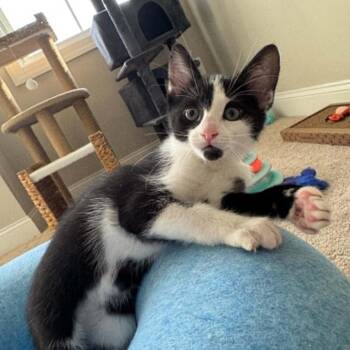 Fern -  Domestic Short Hair Cat for Adoption in Lyndhurst, Virginia - Fern | PetCurious