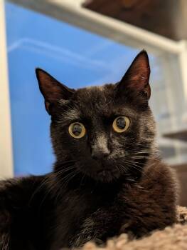 Kit -  Exotic Shorthair Cat for Adoption in Boston, Massachusetts - Kit | PetCurious