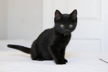 Domestic Short Hair Cats Available for Adoption in Fort Worth, Texas - Batman | PetCurious