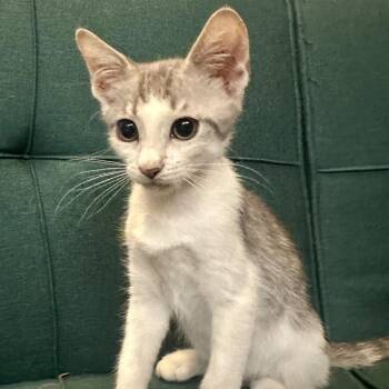 Chip -  Domestic Short Hair Cat for Adoption in League City, Texas - Chip | PetCurious