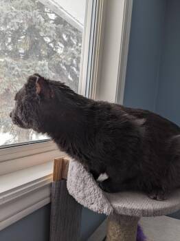 Domestic Short Hair Cats Available for Adoption - Vincent | PetCurious