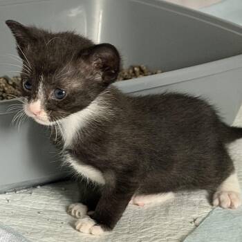 Scrappy -  Domestic Short Hair Cat for Adoption in Denver, Colorado - Scrappy | PetCurious