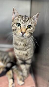 Domestic Short Hair Cats Available for Adoption - Ziva | PetCurious